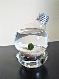 Marimo Moss Ball Pet In Lightbulb Marimo Moss Ball Marimo Moss Moss Balls