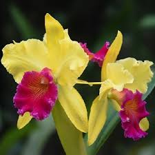 Coltivare le orchidee non è impossibile, anzi ci sono specie, come la phalaenopsis, la oncidium, la paphiopedilum e la il concime comune per le piante da appartamento non va bene, risulta troppo forte e potrebbe bruciare le radici. Come Coltivare Le Orchidee In Appartamento Blog Garden Il Germoglio Il Germoglio