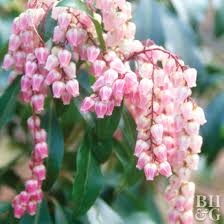 Flowers that look like lilies of the valley. Lily Of The Valley Bush Better Homes Gardens