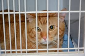 Humane Society Helps Animals Stay Safe And Healthy Giving Grace Clarksvillenow Com