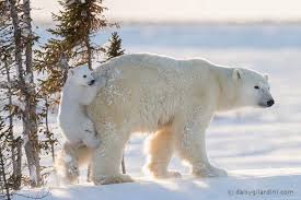 Image result for polar bears