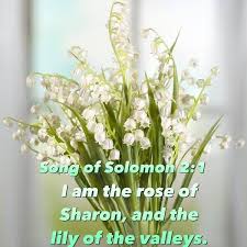 I Am The Rose Of Sharon And The Lily Of The Valleys Song Of Solomon 2 1 Kjv Lily Of The Valley Lily Beautiful Verses