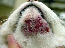 It is caused by uncontrolled cell growth, and affects a wide range of cell types and organs in the body. Cat Acne It S Real And Here S How You Can Treat It Peta