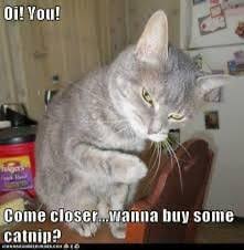 Image result for lolcats