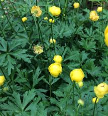 Image result for Ranunculus raeae