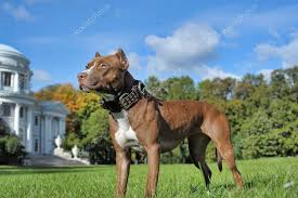 We did not find results for: Stockfotos Pitbull Bilder Stockfotografie Pitbull Lizenzfreie Fotos Depositphotos