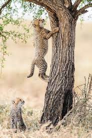 Pin On Wild Cats