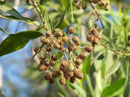 Image result for Conocarpus
