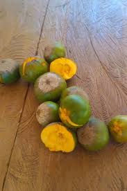 Image result for Pouteria altissima