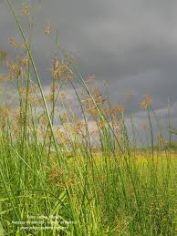 Image result for Cyperus articulatus