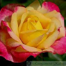 There are 47 orient express rose for sale on etsy, and they cost $41.49 on average. Orient Express Moderne Edelrosen