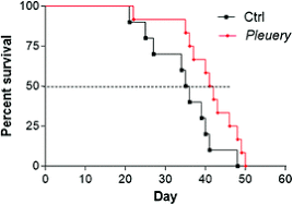 Pada saat ini lokasi kampus utama unipa terletak di jl. Jnk Pathway And Heat Shock Response Mediate The Survival Of C26 Colon Carcinoma Bearing Mice Fed With The Mushroom Pleurotus Eryngii Var Eryngii Without Affecting Tumor Growth Or Cachexia Food