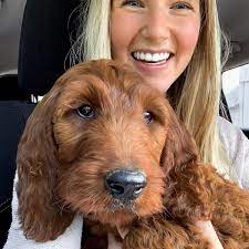 Newton The Irish Doodle Irish Doodle Doodle Puppy New Puppy