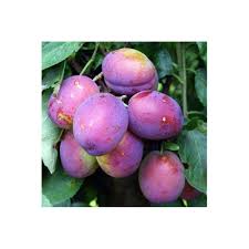 We did not find results for: Jubilee Plum Tree Dual Purpose Plum Trees For Sale