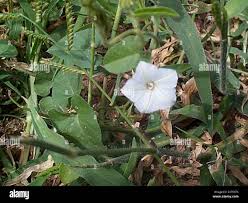 Image result for Ipomoea sinensis