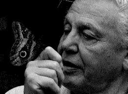 INSECTS IN MEADOWS THE ROTHAMSTED INSECT SURVEY