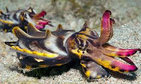 Check spelling or type a new query. 10 Fakta Luar Biasa Sotong Katak Umpan