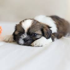 So far potty training is going good, 2 small accidents in the 4 days she has been with us. 9 Things You Didn T Know About The Shih Tzu American Kennel Club