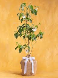 Plant these plants where they have a buffer, such as near shrubs, trees, and buildings. Memorial Gift Trees In Memory Of Gifts Sympathy Trees