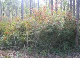Image result for Ochna ovata