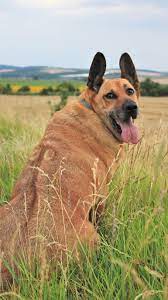 Check spelling or type a new query. Hd Wallpaper Dog Rhodesian Ridgeback German Shepard Mixed Breed Tongue Wallpaper Flare