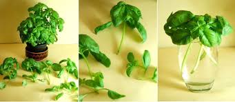 10 Vegetables Herbs You Can Eat Once Regrow Forever Food Hacks Wonderhowto