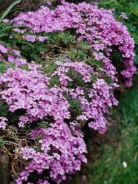 25 Low Maintenance Groundcover Plants That Look Gorgeous Without A Lot Of Effort Best Perennials Flowers Perennials Perennials