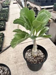 Image result for Cyphostemma congestum