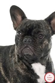 The american french bull terrier is not a purebred dog. French Bulldog Mixed With Pitbull Go Scrappy Puppy