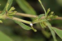 Image result for Xysmalobium heudelotianum