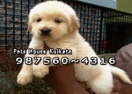 For online sales, there is a limited availability, and products are available while supplies last and not guaranteed for minimum days. Dimapur Dogs For Sale Olx Nagaland Classifieds Quikr Ads Dimapur Dogs For Sale Online Post Free Classified Ads