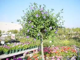 Image result for Lycianthes rantonnetii