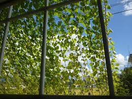 Green Curtain @ChinChinTei, Koide, Niigata, Japan | グリーンカーテン… | Flickr
