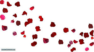 Download Free Wedding Falling Rose Petals Animation Background Flower Petals In The Wind Full Size Png Image Pngkit Hd pink rose petal with transprant background.