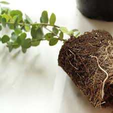 Can a eucalyptus tree be grown in the winter? Caring For A Potted Eucalyptus Houseplant Tips To Reduce Watering Hawk Hill