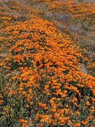 Check spelling or type a new query. Antelope Valley California Poppy Reserve Snr