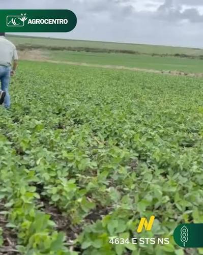 Así de espectacular viene esta soja 4634 E STS NS de @niderasemillas en Galfarm, Rocha 🌱✨, Un cultivo que muestra todo su potencial gracias al manejo y seguimiento en campo., ¡Orgullosos de estos ...