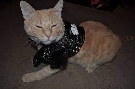 Tumblr Nii2vvmv5j1thle1ao4 500 Jpg 500 332 Punk Cats Cat Fashion Pet Jackets