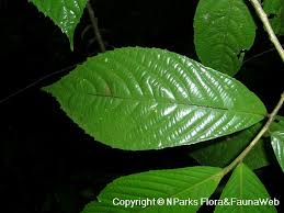 Image result for Rinorea angustifolia