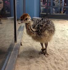 Baby Emu Baby Animals Baby Ostrich Animals