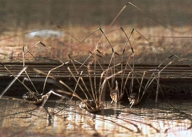 Daddy Longlegs – Field Station