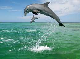 Examples Of Excellent Animal Photography Shots Smashing Core Dolphins Sea Animals Animals Wild