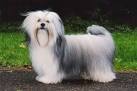 Lhasa Apso Puppies for Sale in Virginia - DogsNow