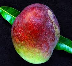 How can farmers make money through mangoes? Austin Mangoes That Were Developed By The Enseys In The Ensey Grove Of Merritt Island Florida Ripens In June July Descr Mango Varieties Unripe Mango Mango