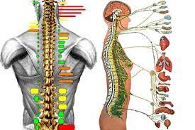 What You Need To Know About A Pinched Nerve Pinched Nerve Nerve Radiculopathy