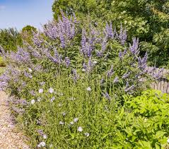 Bin neu hier, und wollte mich auch mal mitteilen, um zu sehen, was ihr mir so sagen k nnt. Monchspfeffer Latifolia Vitex Agnus Castus Latifolia Gunstig Online Kaufen
