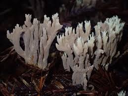 Image result for Clavulina cinerea
