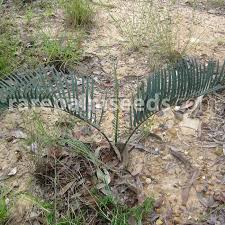 Image result for Cyphostemma kilimandscharicum