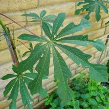 Image result for Manihot grahamii