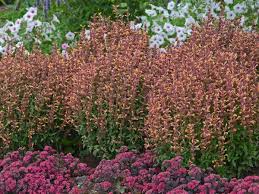 Check spelling or type a new query. Photo Essay Deer And Rabbit Resistant Perennials Perennial Resource